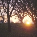 09.01.08  sunset & trees 021aa 160x160