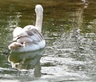 10.03.21 Cygnet Sefton Park Spring Equinox
