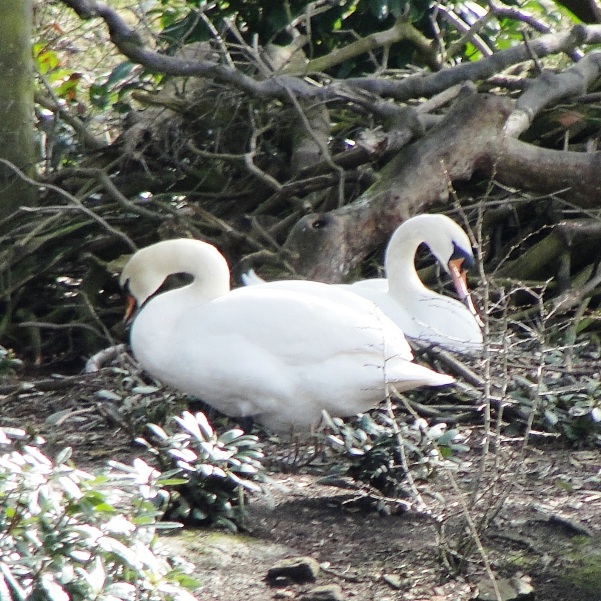 10.03.21 Swans nesting Sefton Park Spring Equinox 013aa 600x600