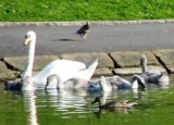 10.06.21 Liverpool Sefton Park male swan & cygnets 037aa 160x115